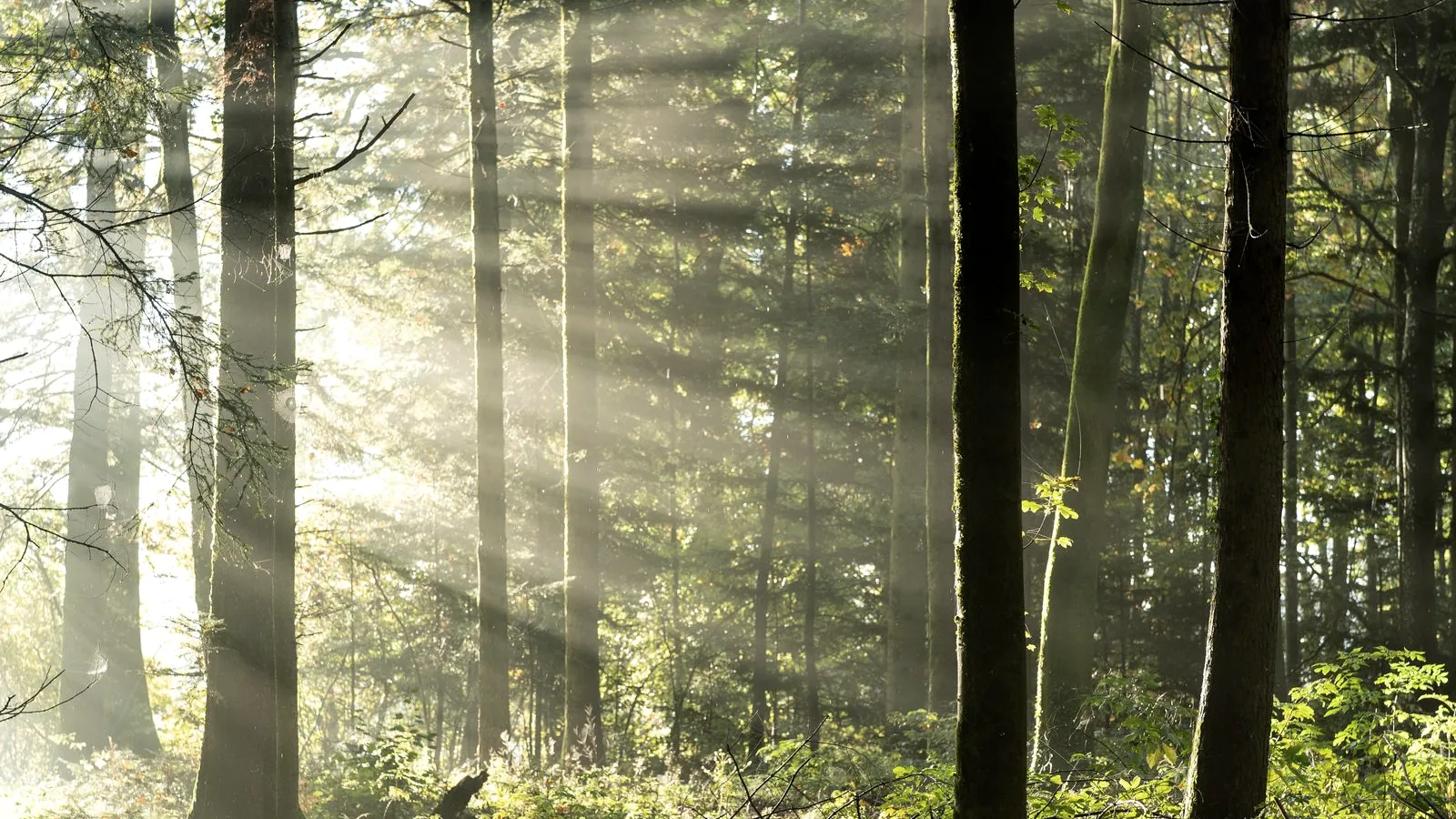 Learning to Look Up: Finding Glimmers in Hard Seasons